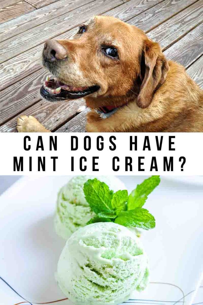 can dogs have mint ice cream