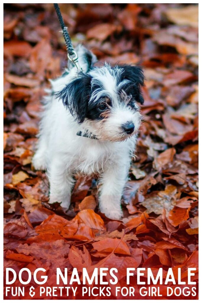 sweet photo of a JRT with the text overlay that reads: Dog Names Female