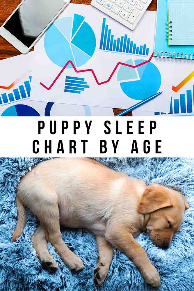 puppy sleep chart by age