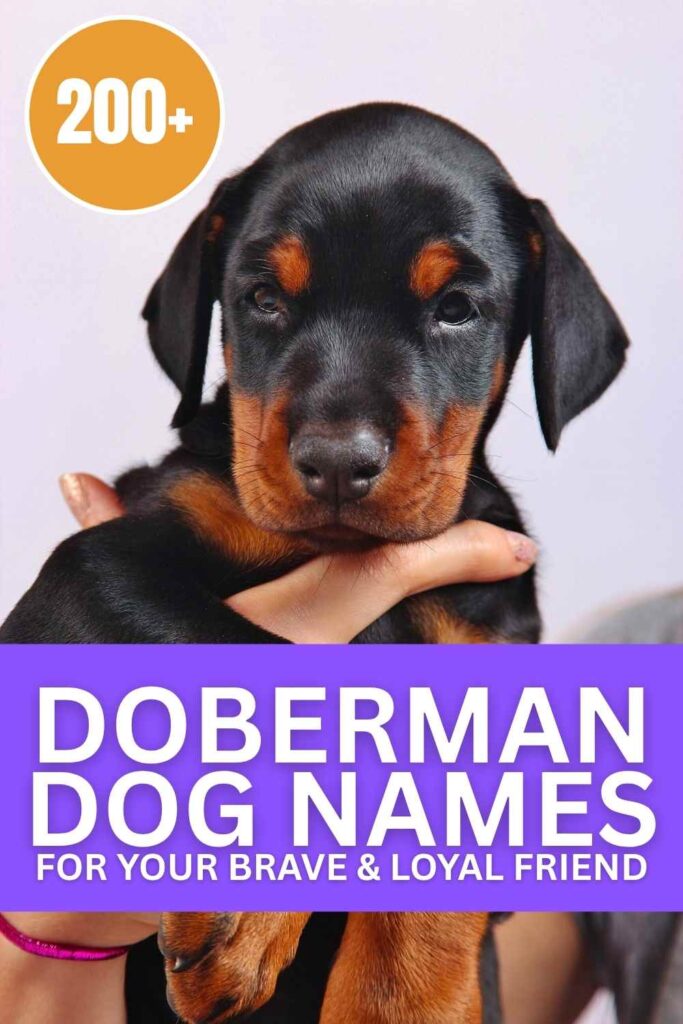 photo of a doberman puppy with text overlay that reads: Doberman Dog Names
