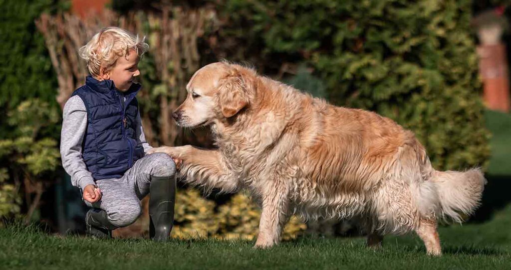 golden retriever and boy