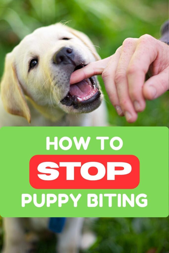 photo of a puppy biting a person's hand with text that reads: how to stop puppy biting