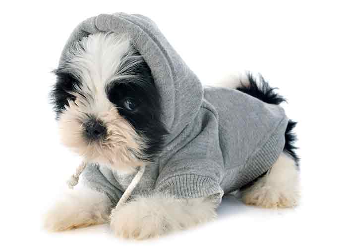 shih tzu puppy with warm hoodie jacket