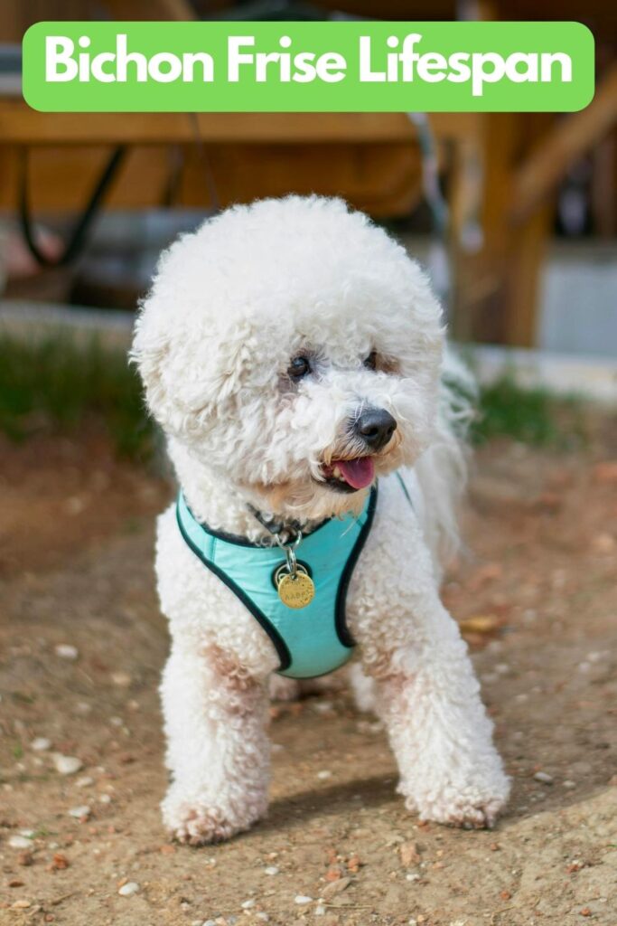 photo of a bichon frise dog in a blue harness with text overlay that reads: Bichon Frise Lifespan