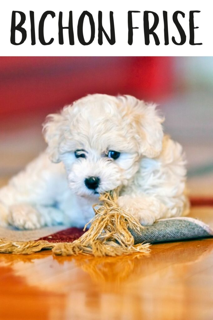 photo of a bichon frise puppy chewing on a rug