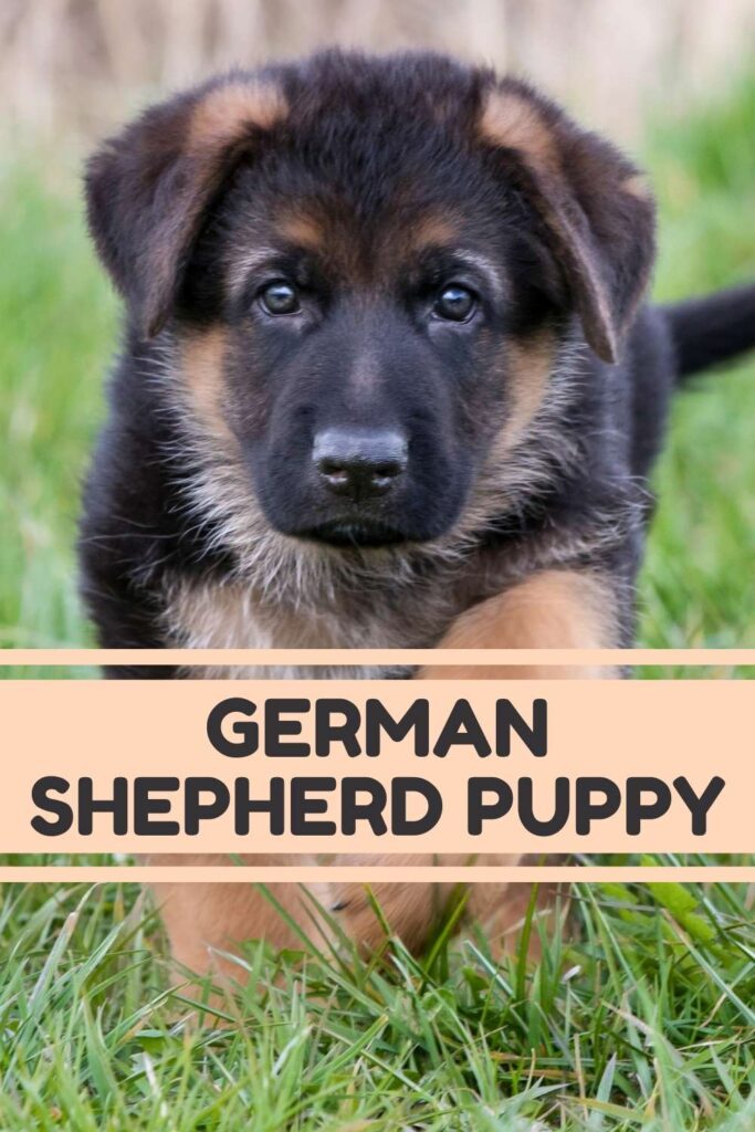 photo of a german shepherd puppy