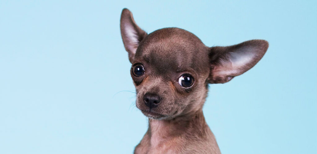 Blue chihuahua with long hair price - wide 5