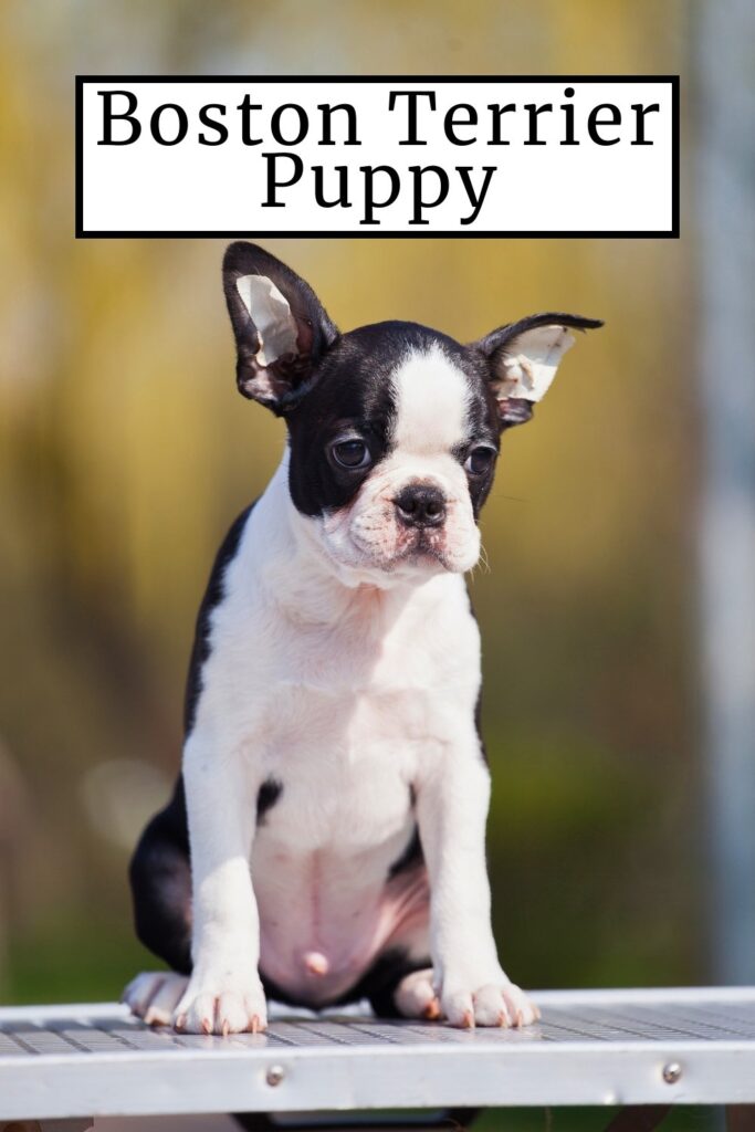 photo of 8 week old boston terrier puppy