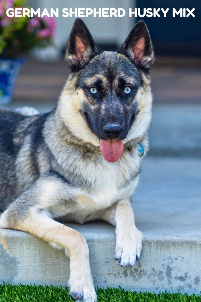 Photo of a german shepherd husky mix dog