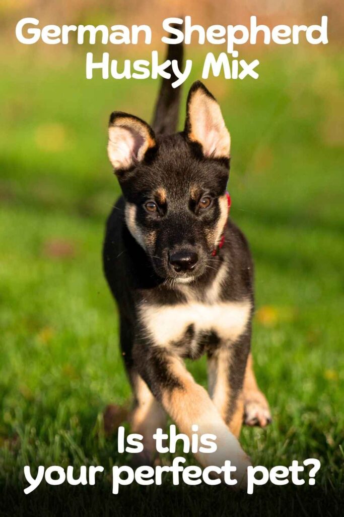 photo of a german shepherd husky mix dog