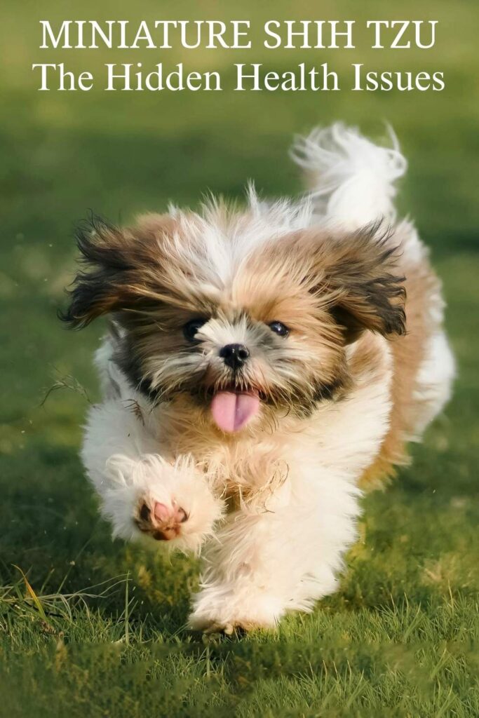 photo of a miniature shih tzu dog
