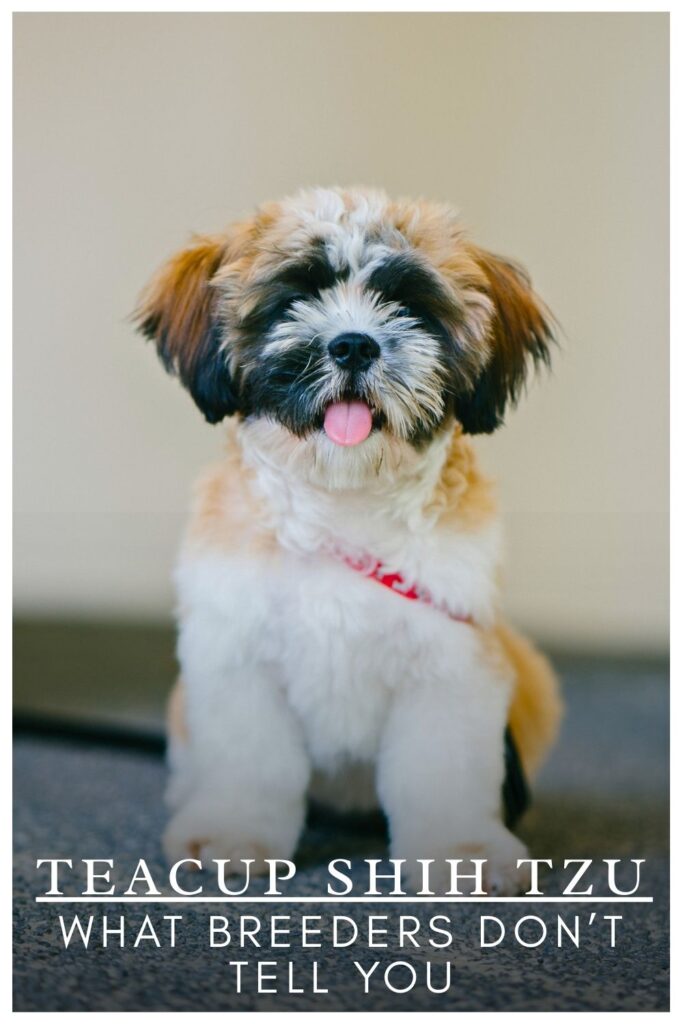 photo of teacup Shih Tzu dog