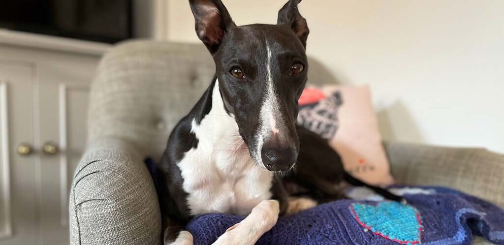whippet temperament