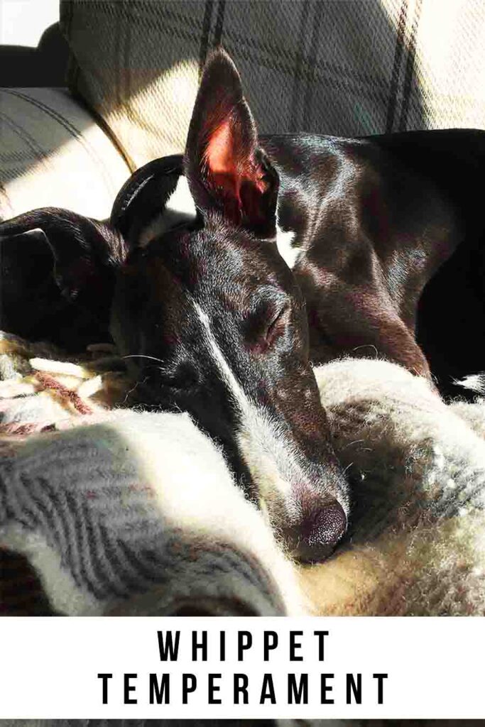 whippet temperament