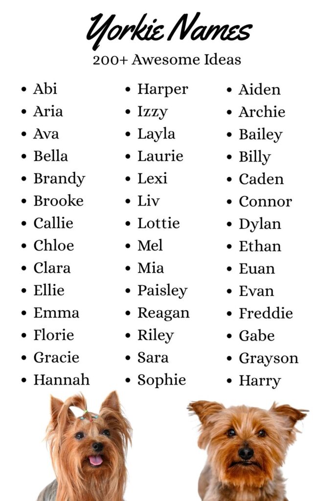 A list of Yorkie Names with photos of yorkshire terriers at the bottom
