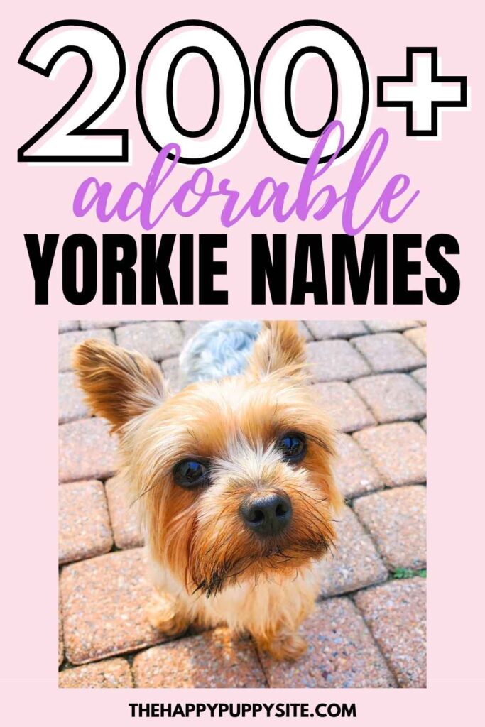 photo of a yorkie on a pink background with text above that reads 200+ adorable Yorkie Names