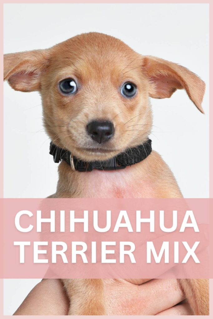 Photo of a Chihuahua Terrier Mix breed puppy with text overlay that reads Chihuahua Terrier Mix