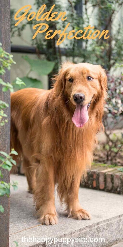 photo of a golden retriever standing on a stone step