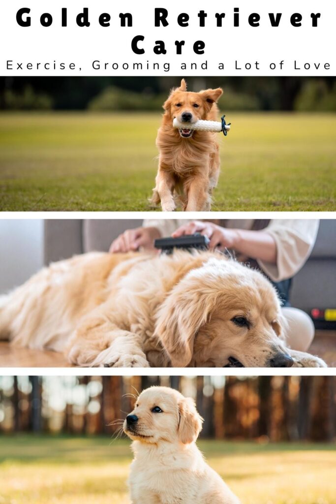 photos of golden retrievers