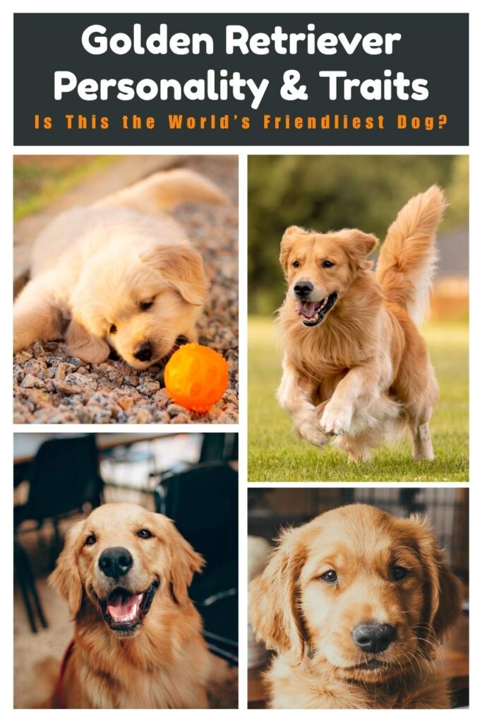 collage of four photos of golden retrievers having fun