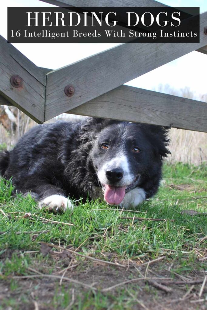 photo of a border collie peeping under a gate