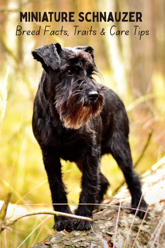 photo of a cute grey miniature schnauzer on a yellow background