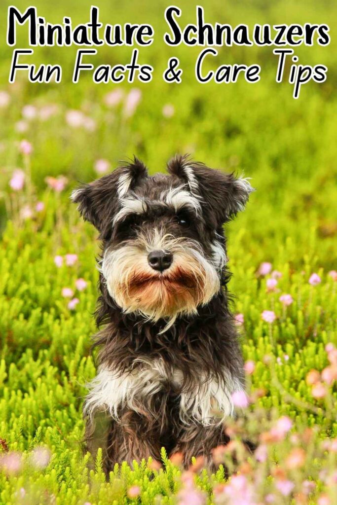 photo of a miniature schauzer in a grassy field