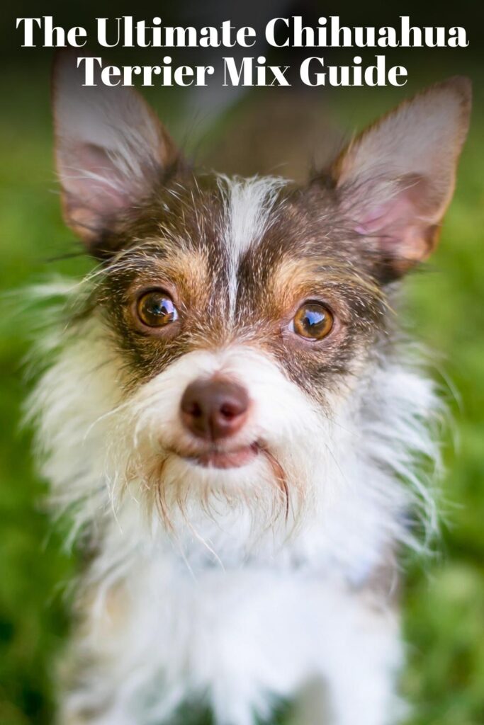 photo of a chihuahua terrier mix dog