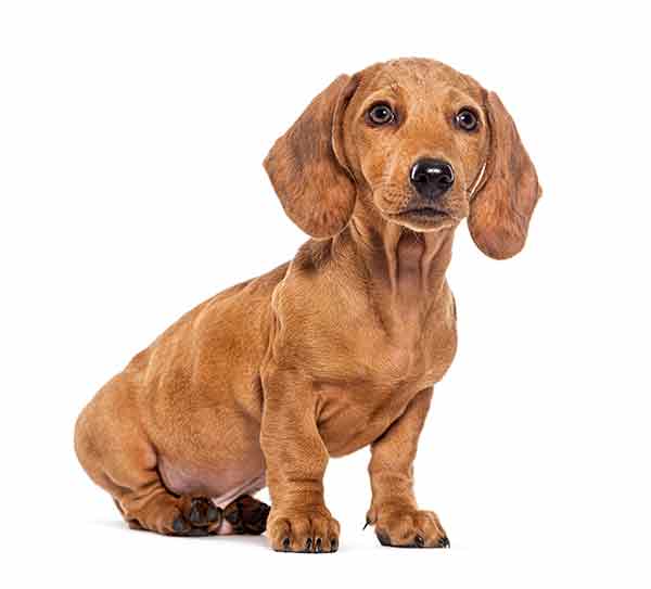 are mini dachshunds usually noisy