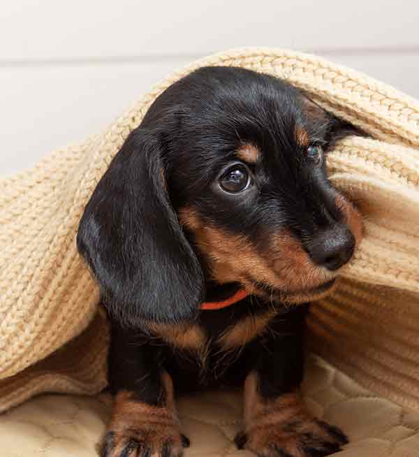 teacup dachshund puppy under a blanket