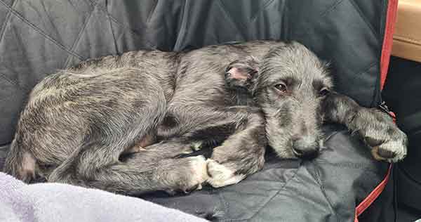 sleepy deerhound puppy