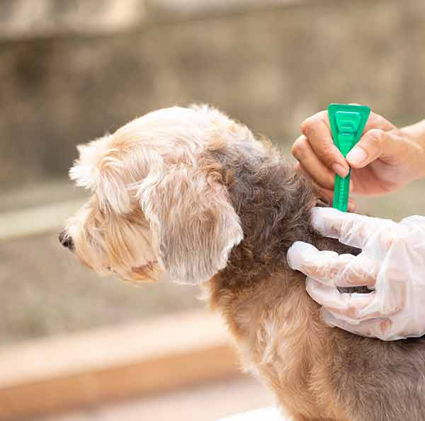 dog having spot on insect prevention treatment