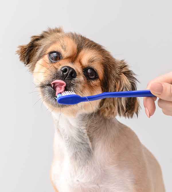 dog toothbrush