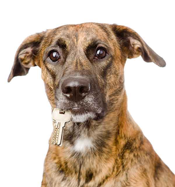 worried dog holding keys