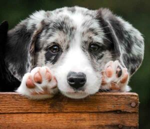 collie puppy paying attention with paws up