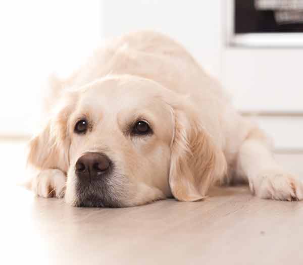pale golden retriever dog lying on the floor
