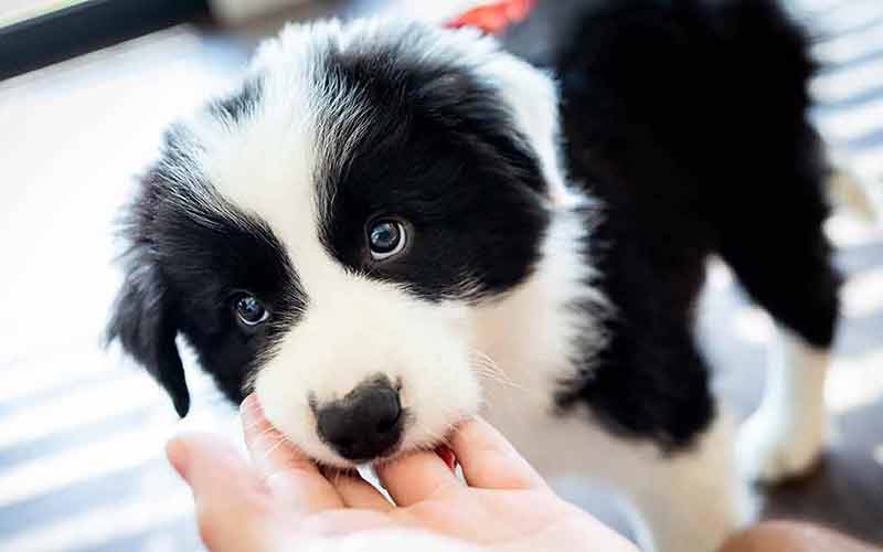 cute black and white border collie puppy