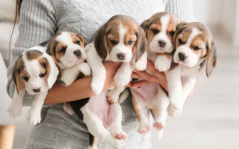 an armful of beagle puppies