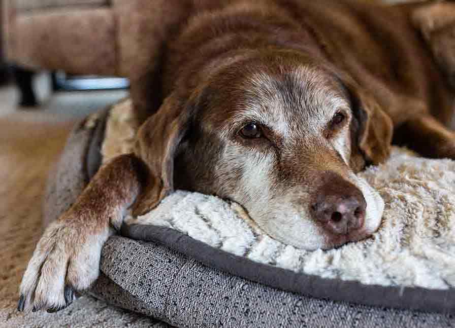 old dog with grey muzzle