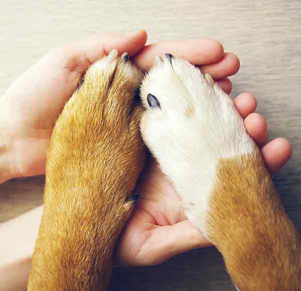 two dog paws in a person's hand