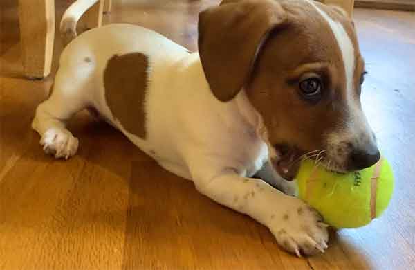 terrier puppy with tennis ball