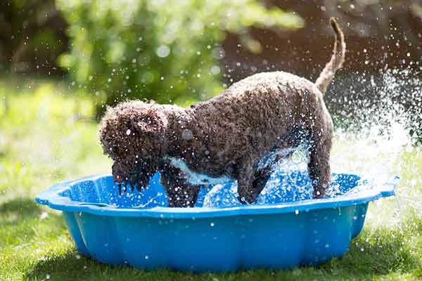 puppy playing in a kiddie pool