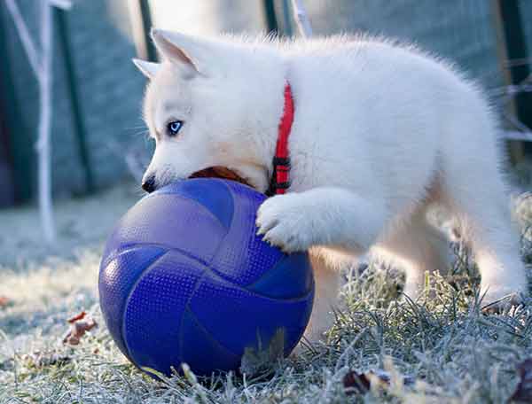 husky puppy with a large blue ball