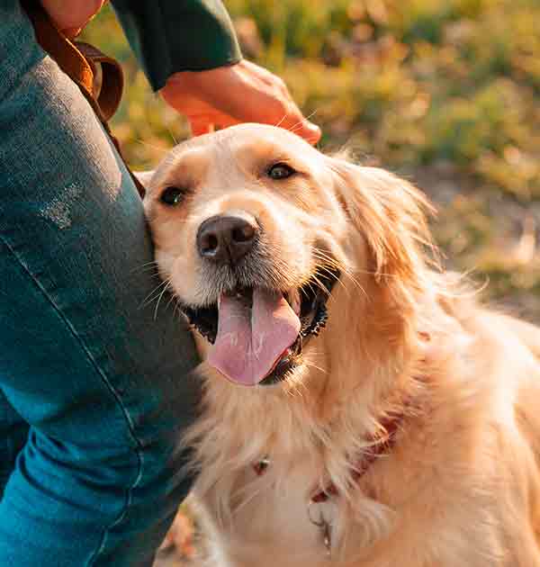 smiling golden retriever leans on person's leg