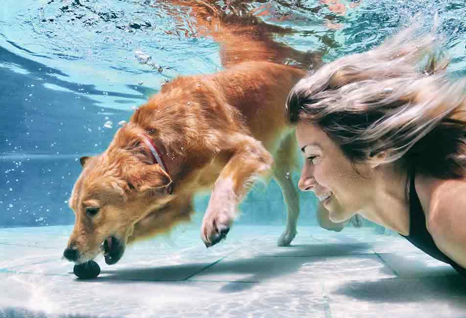 golden retriever swimming underwater with woman