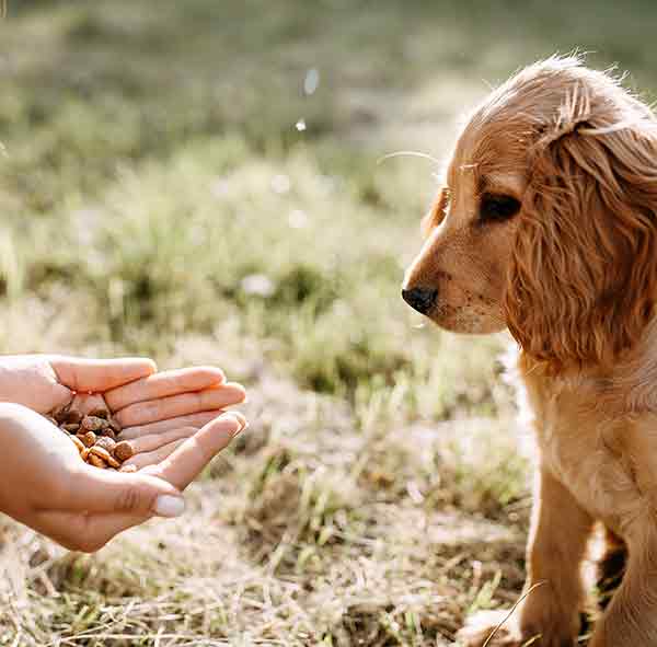 dog waiting patiently for treat from cupped hands