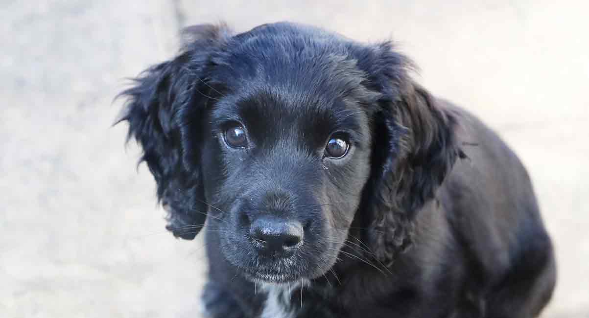 8 week old cocker spaniel puppy