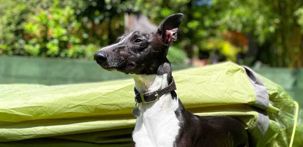 Whippet sales family dog