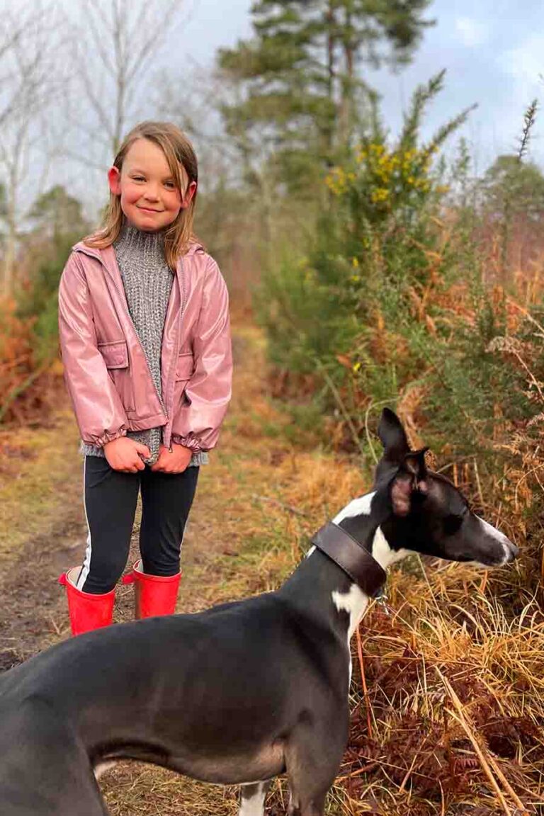 Are Whippets Good Family Dogs To Raise Alongside Kids And Other Pets?
