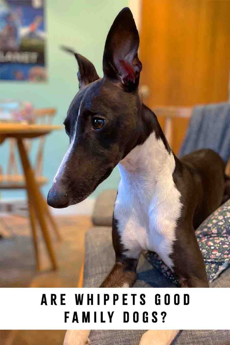 Are Whippets Good Family Dogs To Raise Alongside Kids And Other Pets?
